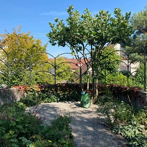Neue Rankgerüste für Garten mit gebogenen Rundrohr-Traversen